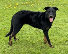 Beauceron femelle adulte lof cause arrt levage