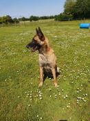 Don mle adulte berger belge malinois lof