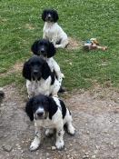 Chiots springer anglais disponible