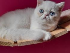 Magnifique chaton exotic shorthair disponible