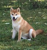 Femelle shiba pour retraite