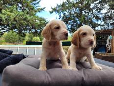 Chiots beagle lemon  rserver