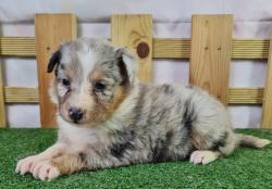 Chiots berger des shetland