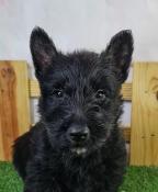 Chiots scottish terrier