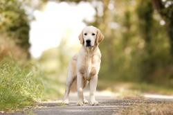 Jeune mle golden retriever lof