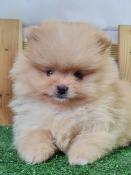 Chiots spitz nain