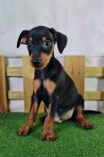 Chiots pinscher nain