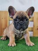 Chiots bouledogue franais lof