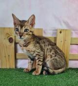 Chatons bengal loof