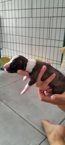 Chiot femelle whippet