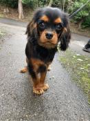 Male cavalier king charles noir et feu