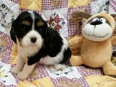 Bb cavalier king charles lof