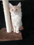 Chatons  males main coon loof red tabby entiers ( 800e)