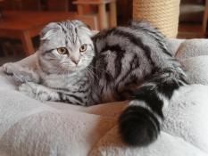 Grand chaton scottish fold argents (silver) pour vous