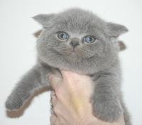 Chatons british shorthair bleus