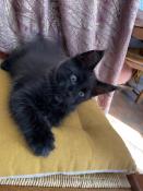 Mora's coon vous propose son ultime chaton black smoke