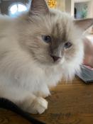  vendre magnifiques chatons sacr de birmanie