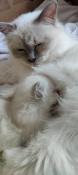 Chaton sacr de birmanie loof