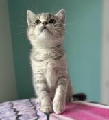 5 splendides chatons british shorthair disponibles  la vente