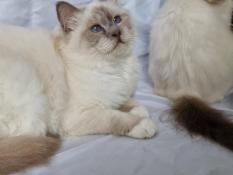 2 mles- 3 femelles 12 mois sacr de birmanie loof  disponible de suit