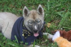 3 femelles husky gris loup agouti et 1 male gris yeux bleus