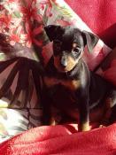 Pinscher nain