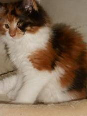 Chatons maine coon loof entiers dispo de suite proche paris