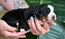 A reserver chiots bouvier bernois selection beaute sante caractere