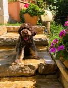 Porte exceptionnelle lagotto romagnolo lof  levs en famille !