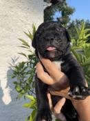  rserver chiots cane corso