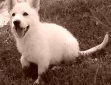 Chiots lof berger blanc suisse