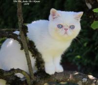 Magnifique exotic shorthair