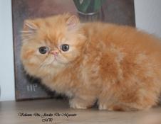 Vend chaton persan