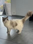 Male, ragdoll