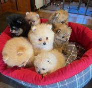 Chiots spitz nains lof a reserver