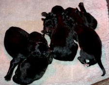 Vente chiots groenendaels