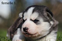 Chiot pomsky f2b  rserver  un mini-husky  aimer