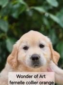 Rservation chiots golden retriever lof