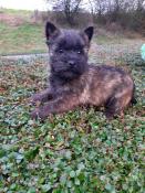 Super chiots d'apparence cairn terrier