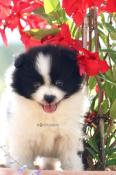 Magnifiques chiots dapparence teacup pom spitz