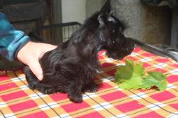 Scottish terrier