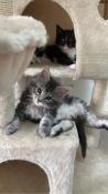 Chatons maine coon