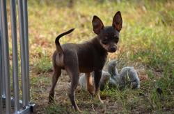 Magnifique  chiot