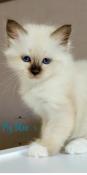 Chatons sacr de birmanie  vendre