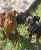 Adorables chiots pinscher nain lof - elevage d'obreika