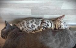 Chatons bengals black silver au loof