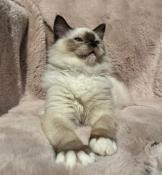 Chatons ragdoll loof