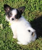 Chiots lof pagneul papillon