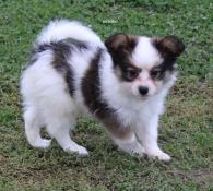 Chiots lof pagneul papillon