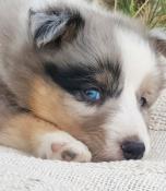 Chiots berger des shetlands